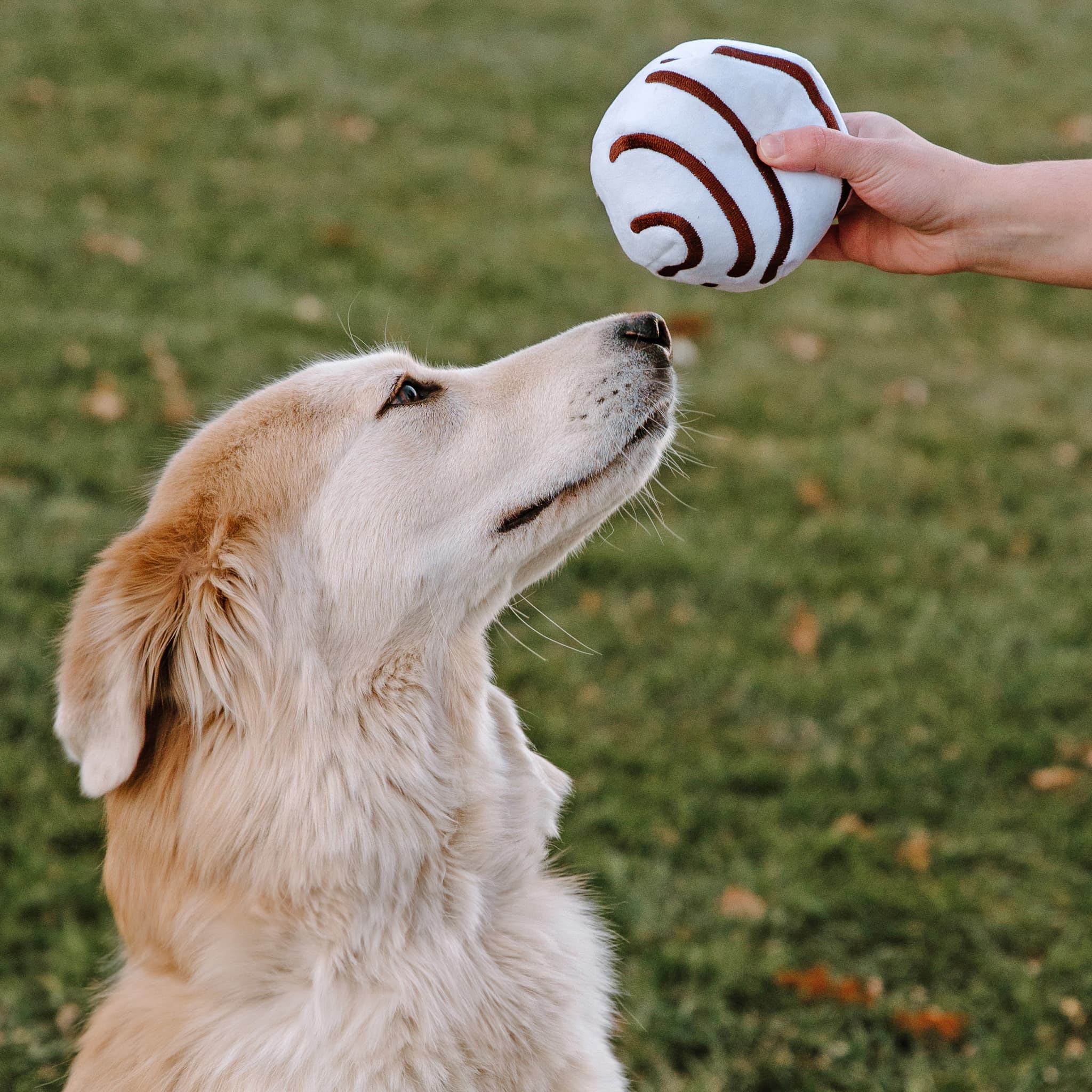 Zebra® Cakes Small Dog Toy